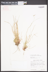 Carex albicans var. emmonsii image