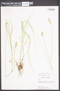 Carex festucacea image