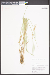 Carex festucacea image