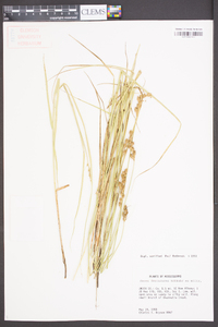 Carex festucacea image