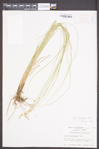 Carex festucacea image