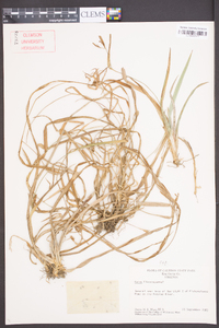 Carex flaccosperma image