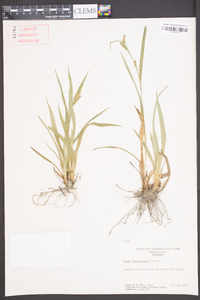 Carex flaccosperma image