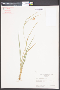 Carex flaccosperma image