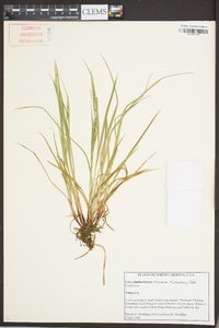 Carex flexuosa image