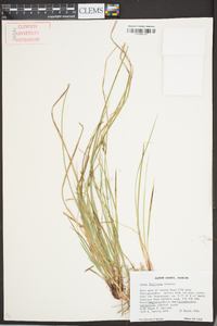 Carex floridana image