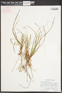 Carex floridana image