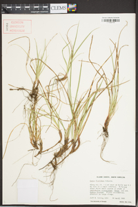 Carex floridana image