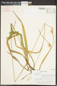 Carex folliculata image