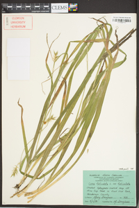 Carex folliculata image