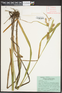 Carex gigantea image