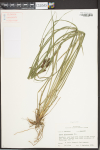 Carex glaucescens image