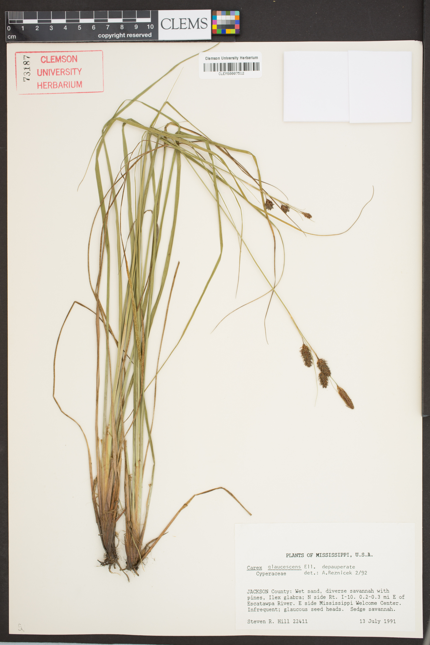 Carex glaucescens image