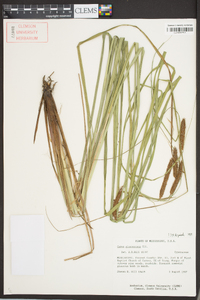 Carex glaucescens image