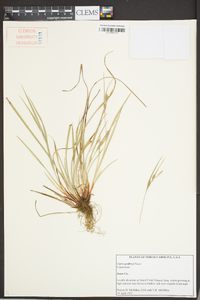 Carex godfreyi image