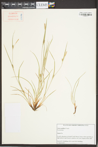 Carex godfreyi image