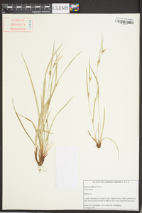 Carex godfreyi image