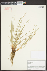 Carex godfreyi image