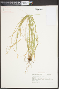 Carex gracilescens image