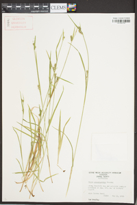 Carex gracilescens image