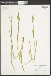 Carex grisea image