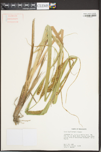 Carex hyalinolepis image