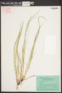 Carex jamesii image