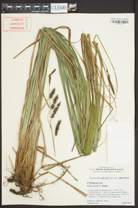 Carex joorii image