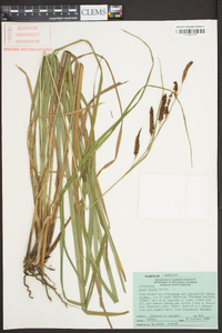 Carex joorii image