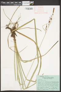 Carex joorii image