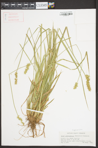 Carex laevivaginata image