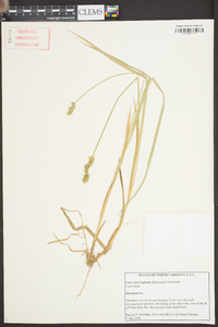 Carex laevivaginata image