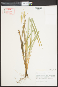 Carex latebracteata image