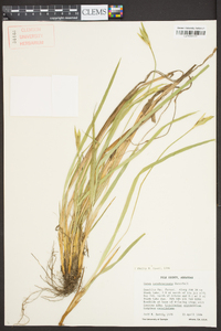 Carex latebracteata image