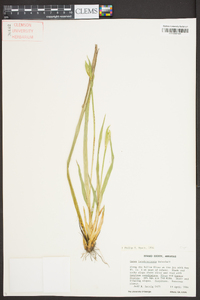 Carex latebracteata image