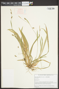 Carex laxiculmis var. laxiculmis image