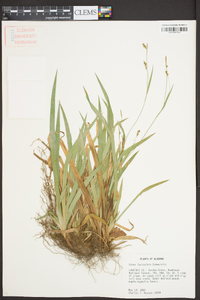 Carex laxiculmis image