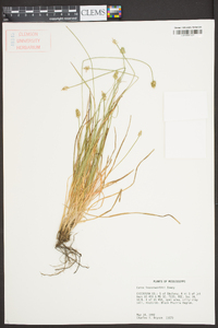 Carex leavenworthii image