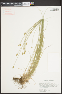 Carex leavenworthii image