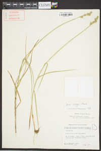 Carex longii image