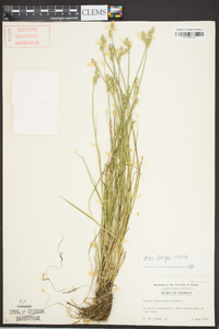 Carex longii image