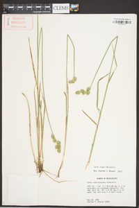 Carex longii image