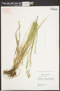 Carex longii image