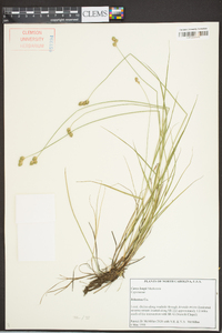 Carex longii image