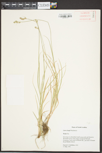 Carex longii image