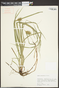 Carex louisianica image