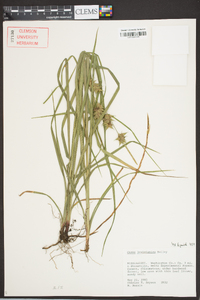 Carex louisianica image