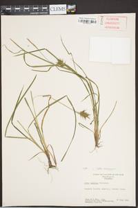 Carex louisianica image