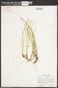 Carex lucorum image