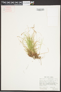 Carex lucorum var. austrolucorum image